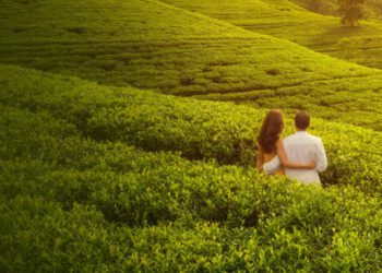 Honeymoon Munnar 1