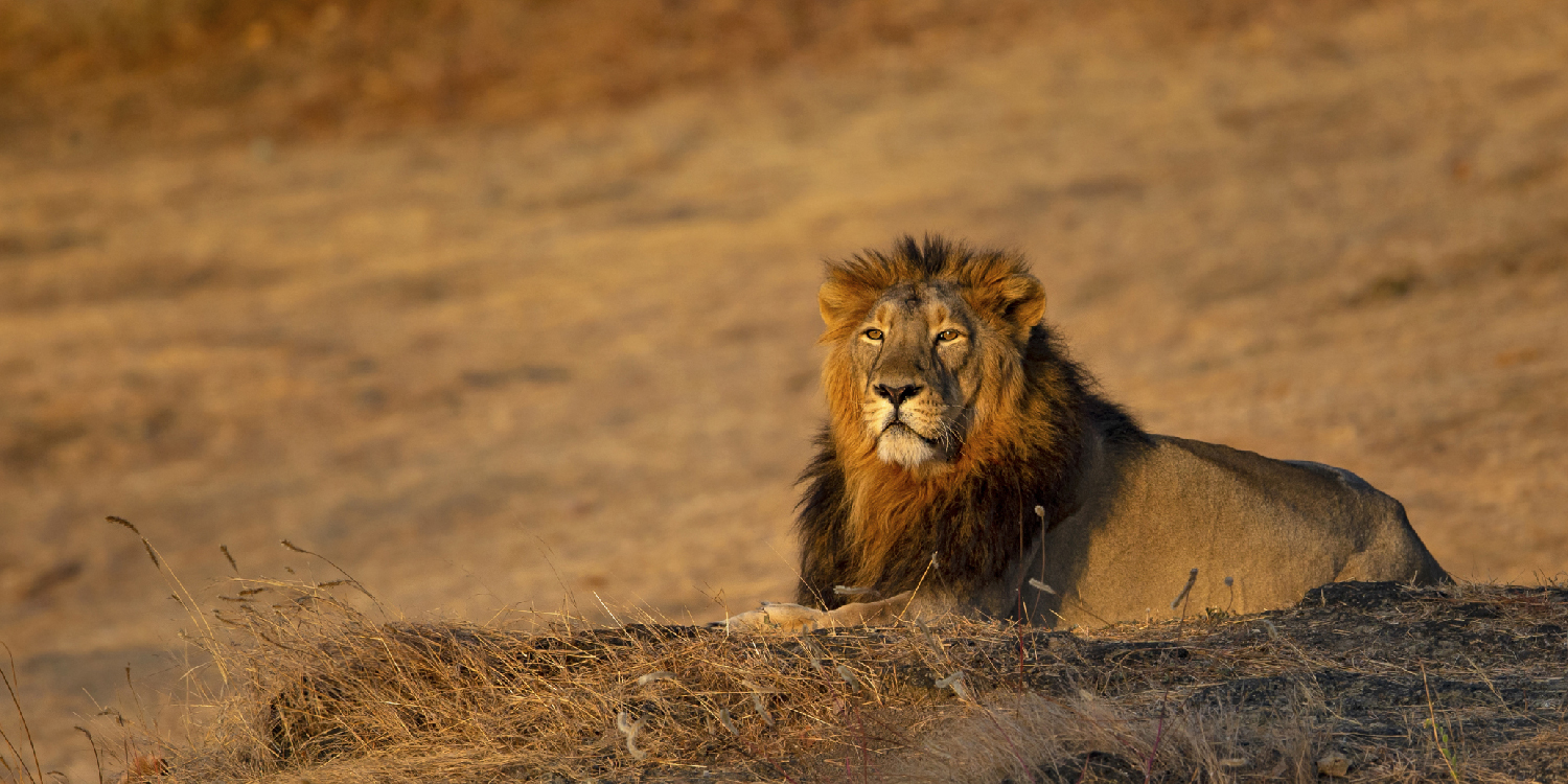 Best Wildlife Safari Destinations in India 2026 | Travel Rethink Ways 11 Rethinkways Blog thrills Jungle 10