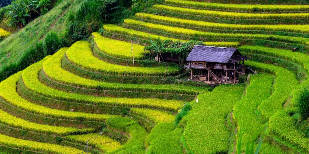 Tegalalang Rice Terraces