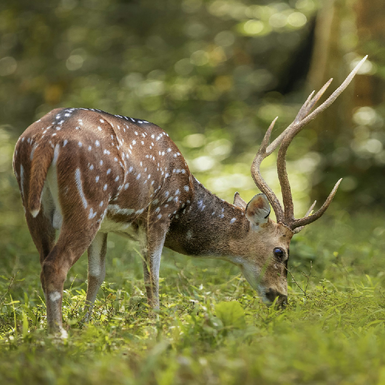 Stunning Wildlife Sanctuaries in Kerala You Can't Miss | Travel Rethink Ways 2 REthinkways Blog Wildlifesancturary 04