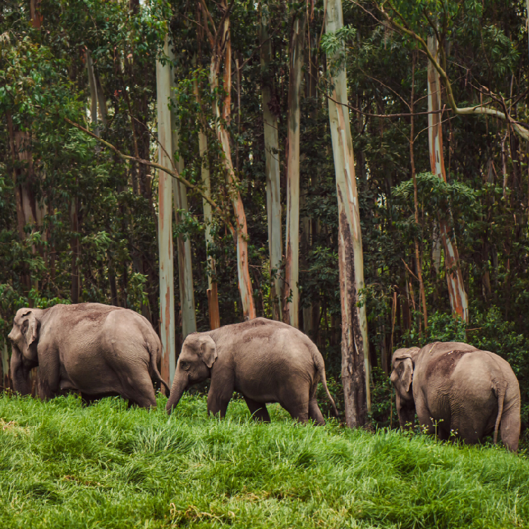 Stunning Wildlife Sanctuaries in Kerala You Can't Miss | Travel Rethink Ways 3 REthinkways Blog Wildlifesancturary 05