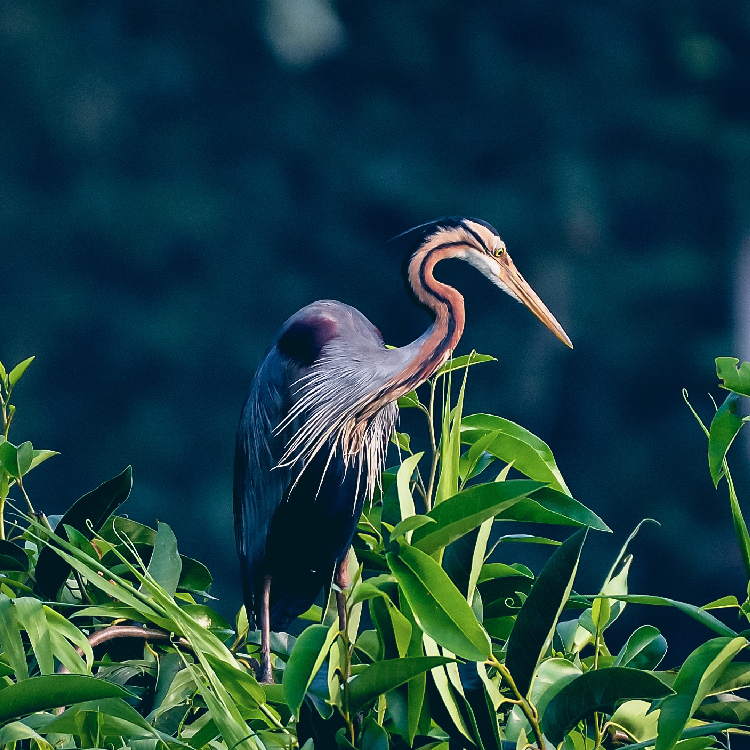 Stunning Wildlife Sanctuaries in Kerala You Can't Miss | Travel Rethink Ways 4 REthinkways Blog Wildlifesancturary 07