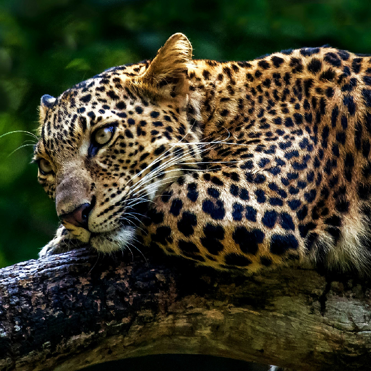 Stunning Wildlife Sanctuaries in Kerala You Can't Miss | Travel Rethink Ways 5 REthinkways Blog Wildlifesancturary 09