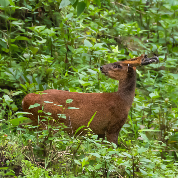 Stunning Wildlife Sanctuaries in Kerala You Can't Miss | Travel Rethink Ways 7 REthinkways Blog Wildlifesancturary 11