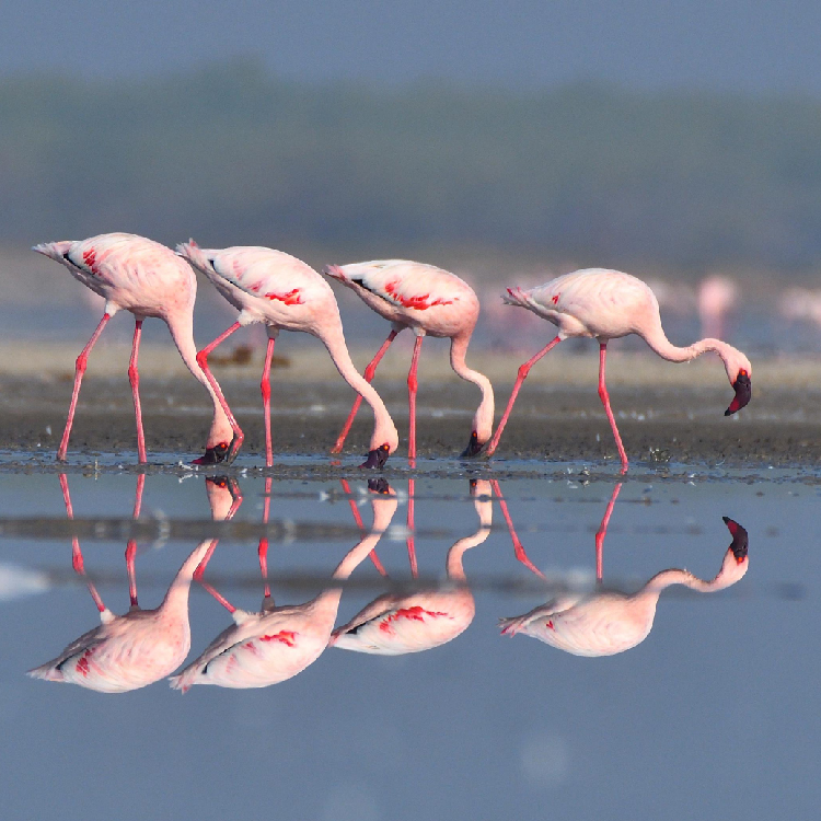 Stunning Wildlife Sanctuaries in Kerala You Can't Miss | Travel Rethink Ways 8 REthinkways Blog Wildlifesancturary 14