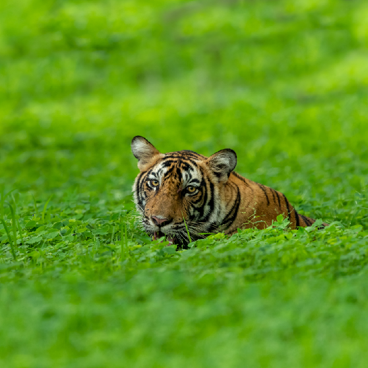 Stunning Wildlife Sanctuaries in Kerala You Can't Miss | Travel Rethink Ways 9 periyar wildlife sanctuary tiger