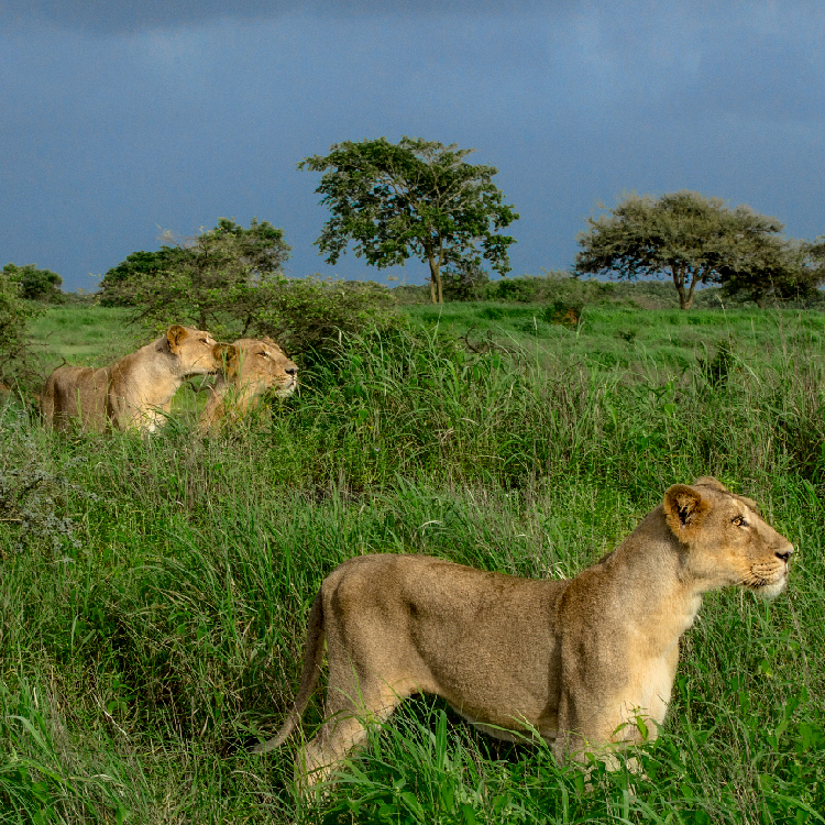Stunning Wildlife Sanctuaries in Kerala You Can't Miss | Travel Rethink Ways 10 REthinkways Blog Wildlifesancturary 19