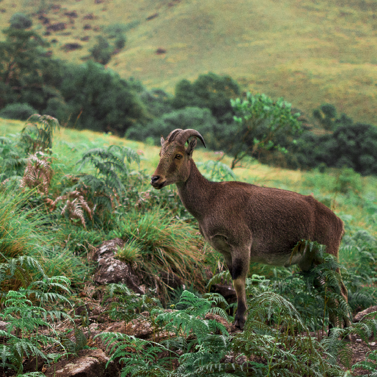 Stunning Wildlife Sanctuaries in Kerala You Can't Miss | Travel Rethink Ways 12 REthinkways Blog Wildlifesancturary 22