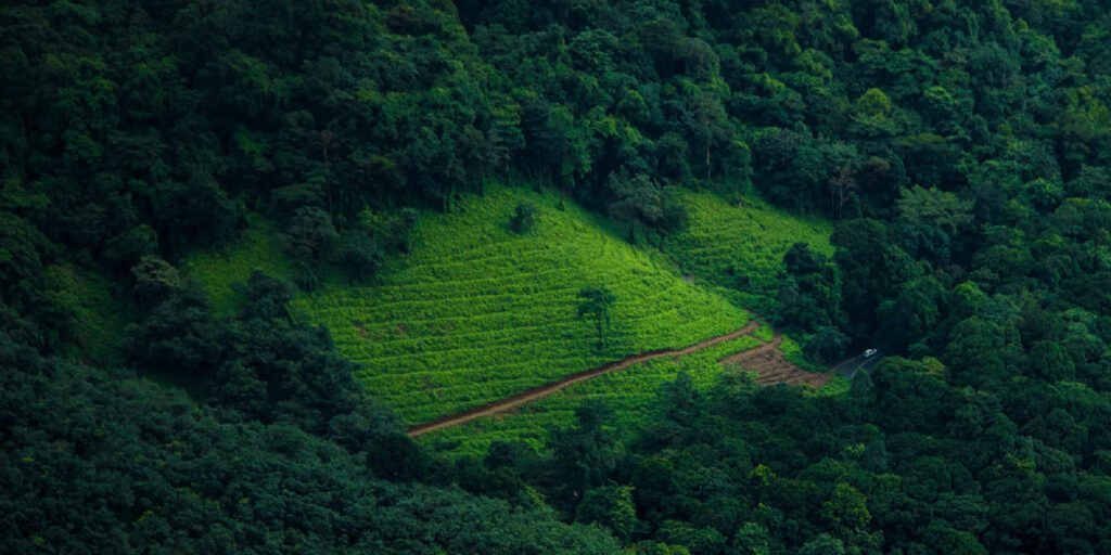 10 Best Places to Visit in Wayanad | Travel Rethink Ways 14 Bottom 01