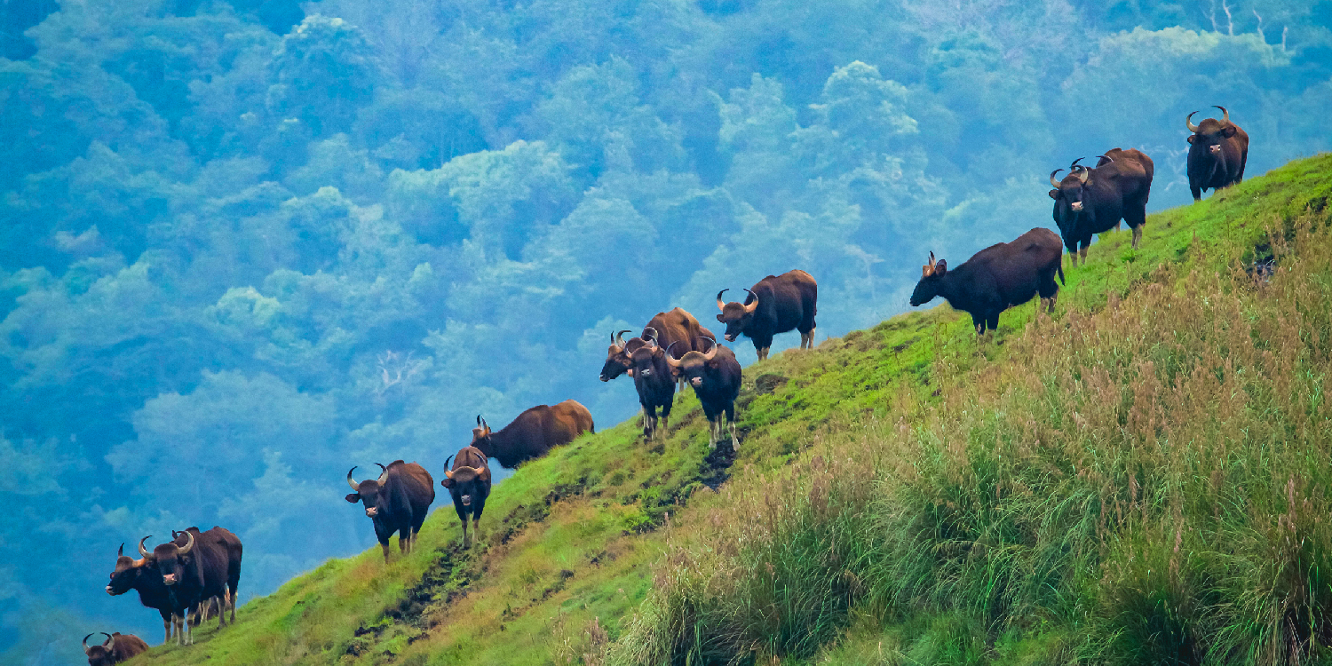 REthinkways Blog Wildlifesancturary 01