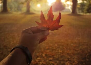 Golden Season: Autumn