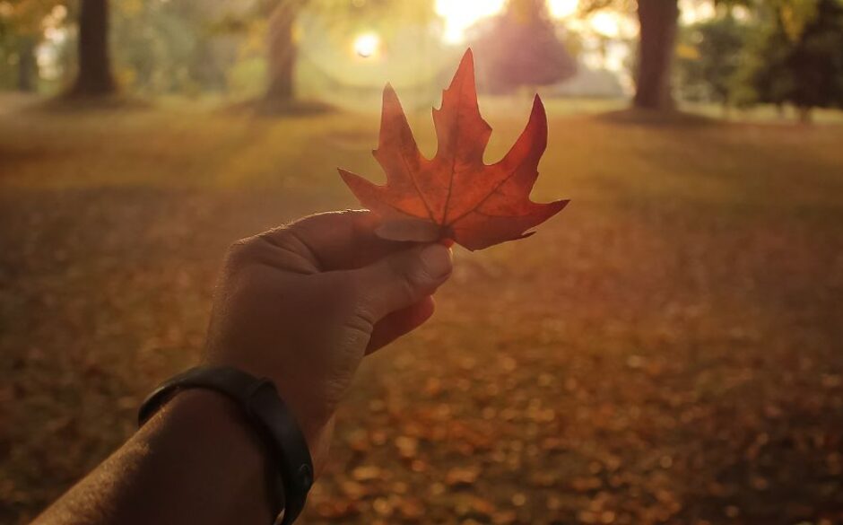 Golden Season: Where to Travel in India this Autumn 2026 | Travel Rethink Ways 12 Golden Season: Autumn