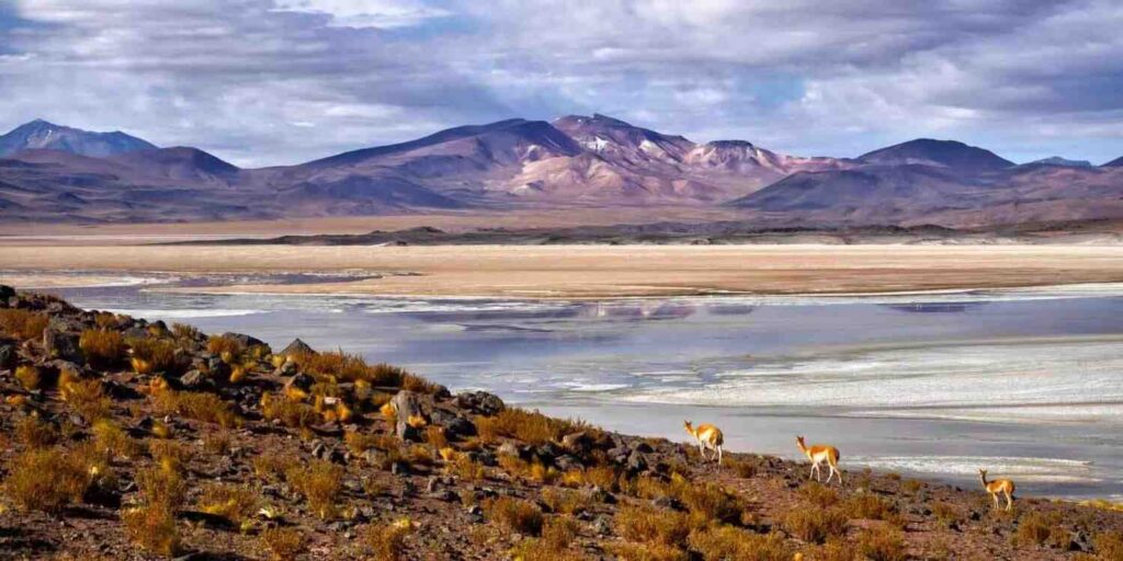 atacama
