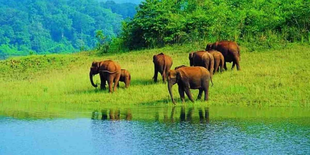 mudumalai - Adventure weekend TN