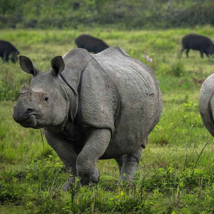 Winter Wilderness: India’s Best Safari Escapes | Travel Rethink Ways 3 rethink - blog - kaziranga