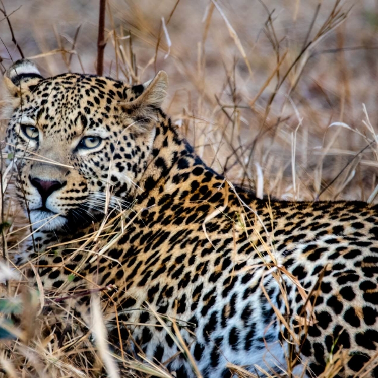 Winter Wilderness: India’s Best Safari Escapes | Travel Rethink Ways 9 Diwali04 5