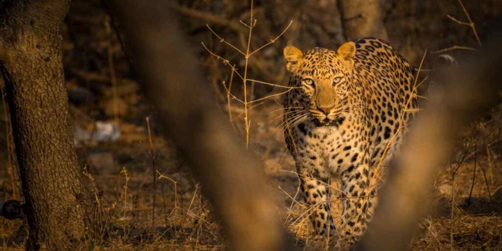 rethink - blog -Ranthambore