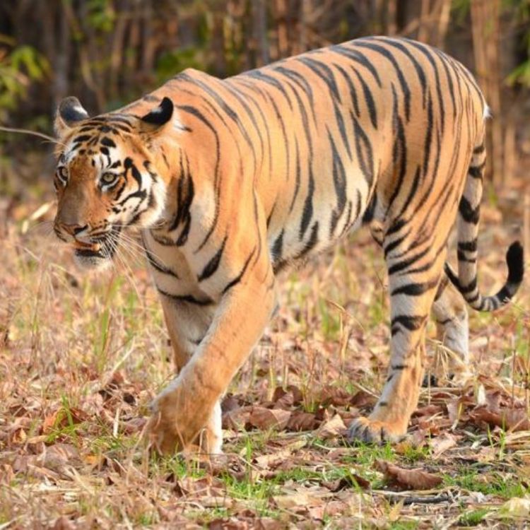 Winter Wilderness: India’s Best Safari Escapes | Travel Rethink Ways 7 rethink blog