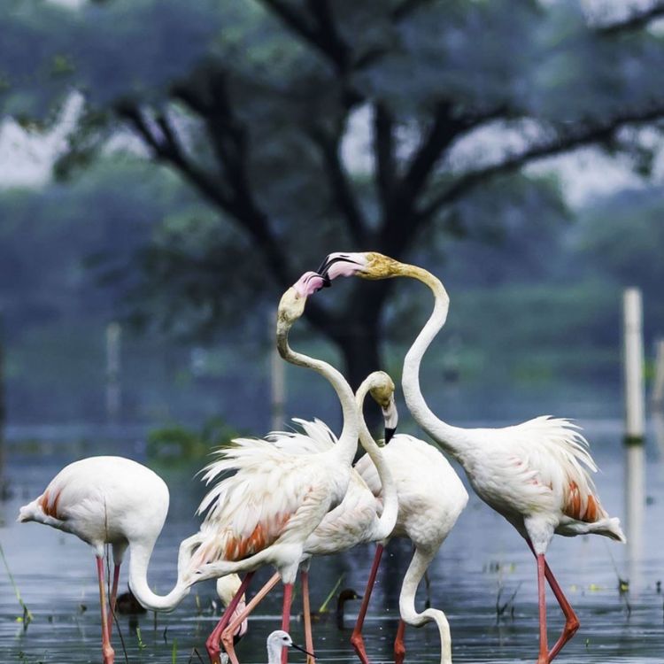 Winter Wilderness: India’s Best Safari Escapes | Travel Rethink Ways 6 rethink blog bird