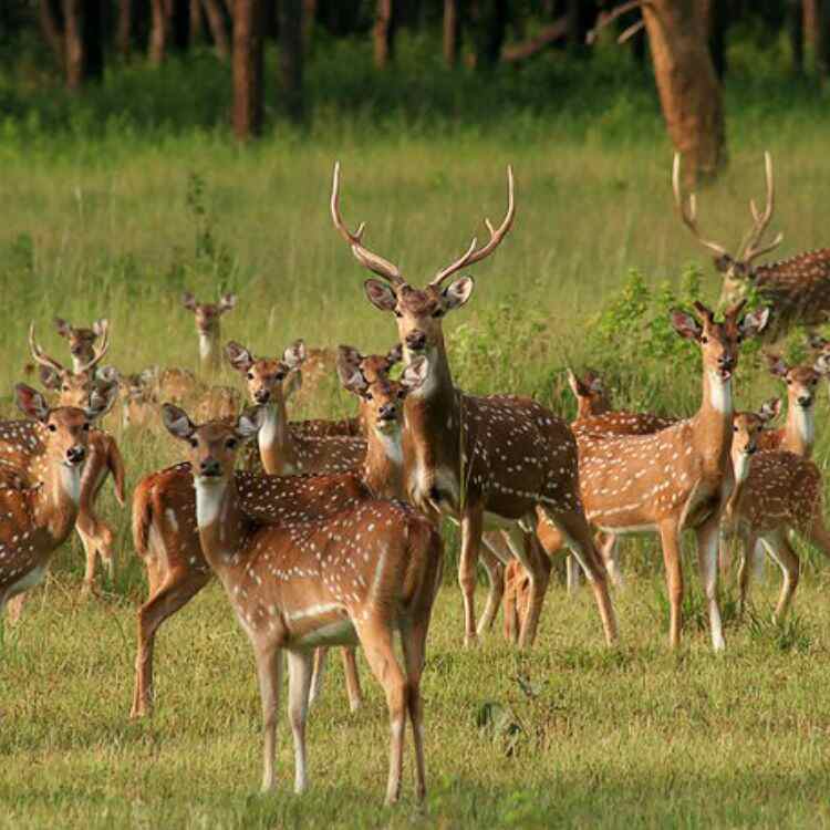 Winter Wilderness: India’s Best Safari Escapes | Travel Rethink Ways 4 rethink - blog - kanha park