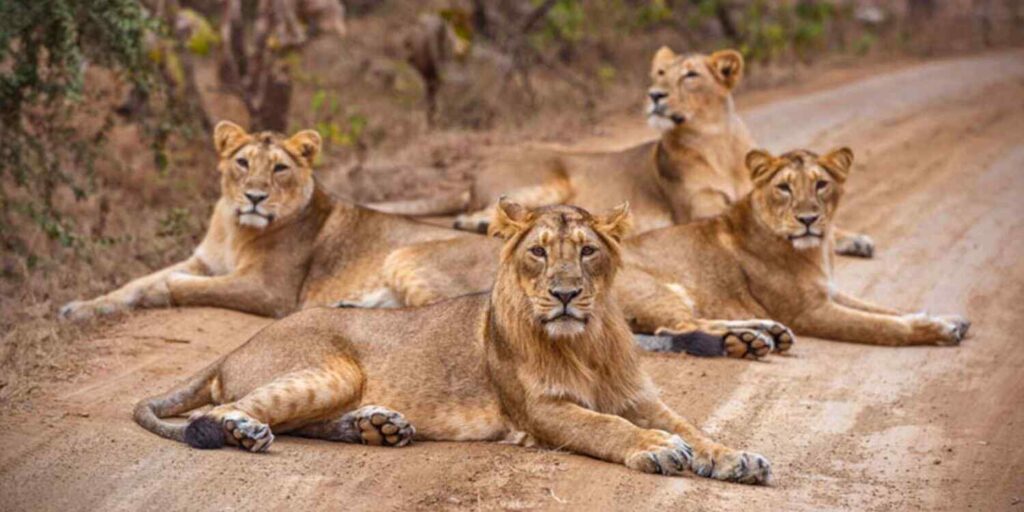 rethink - blog - Gir National Park