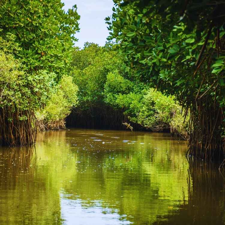 rethinkways-blog-weekend-pichavaram