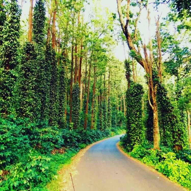 rethinkways-blog-weekend-yercaud