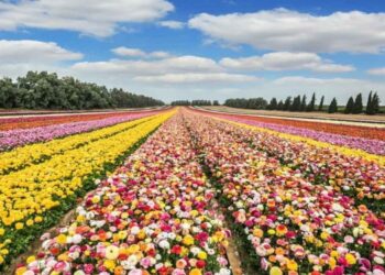 rethinkways-spring-blooms