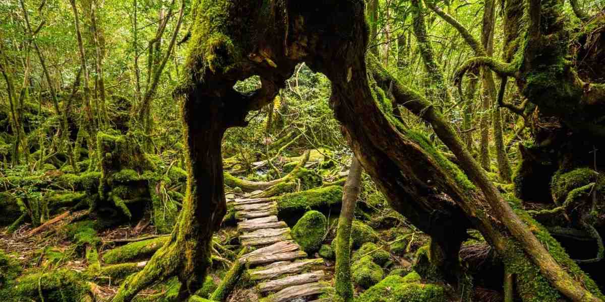 Hidden gems of Japan