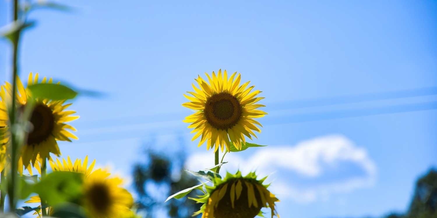 August month sunflower cover