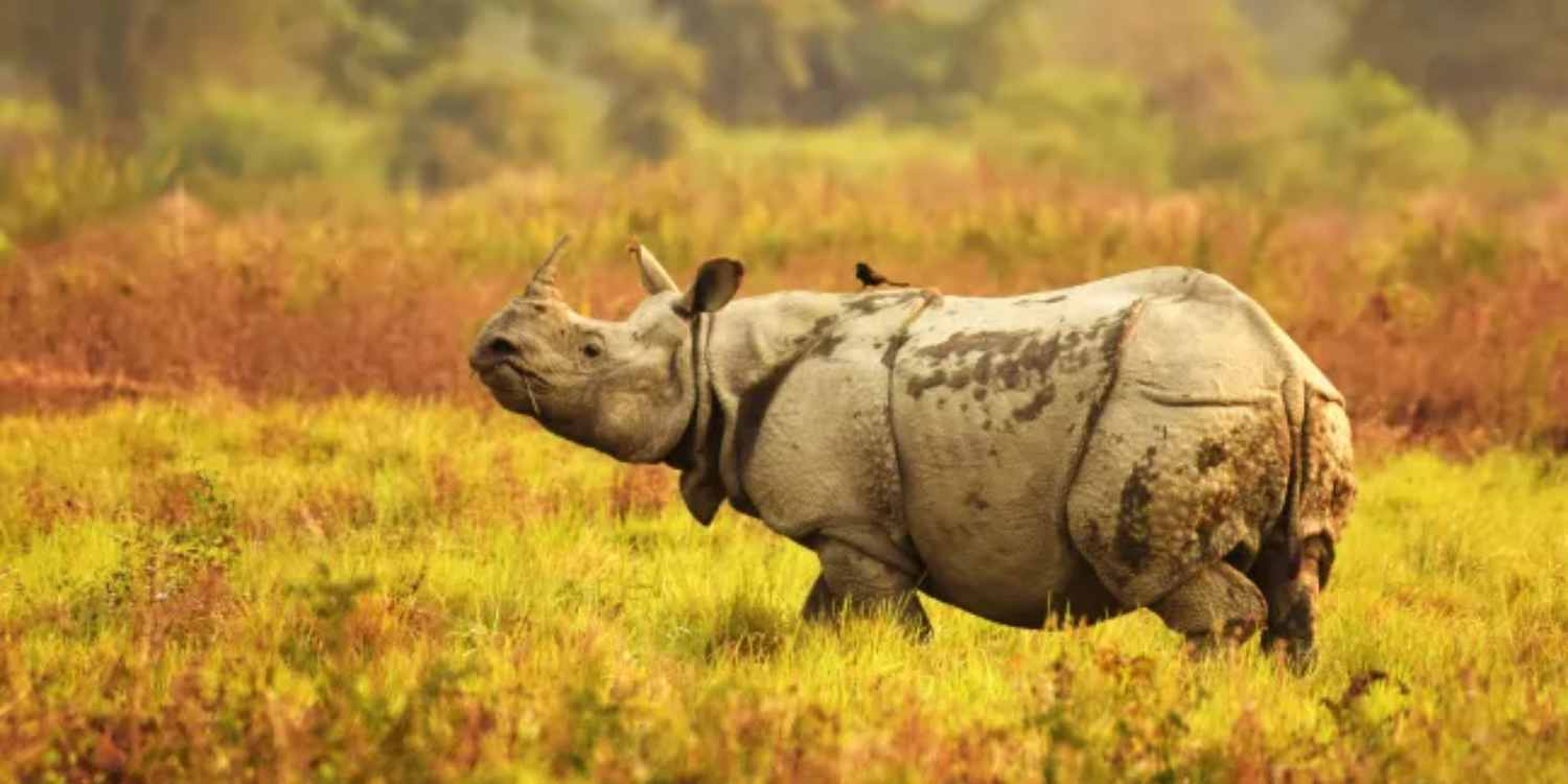 November in India