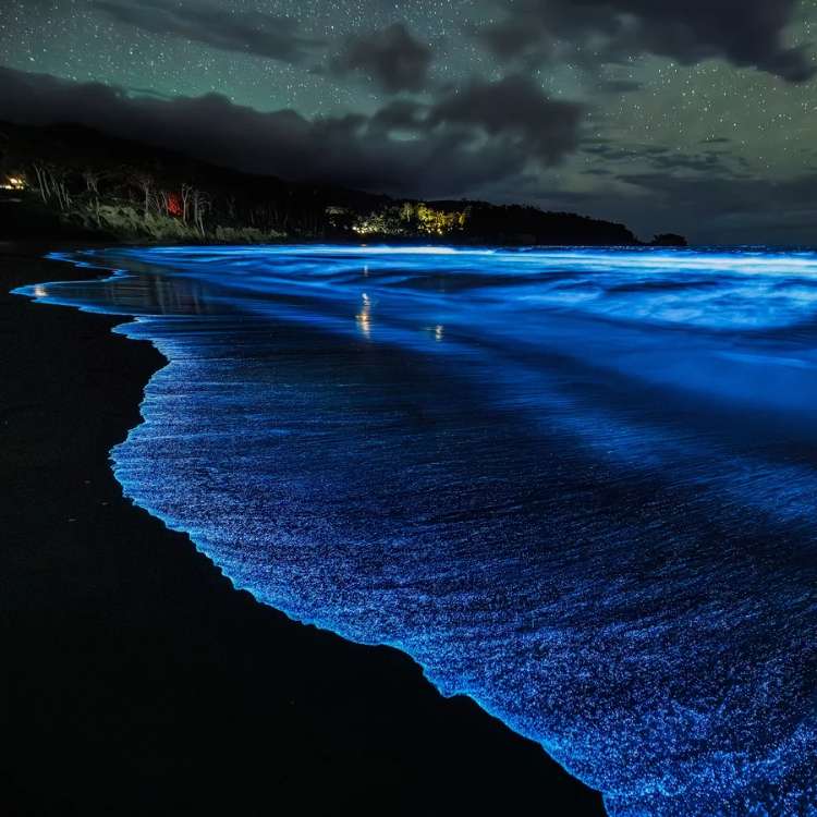 Bioluminescent Beaches