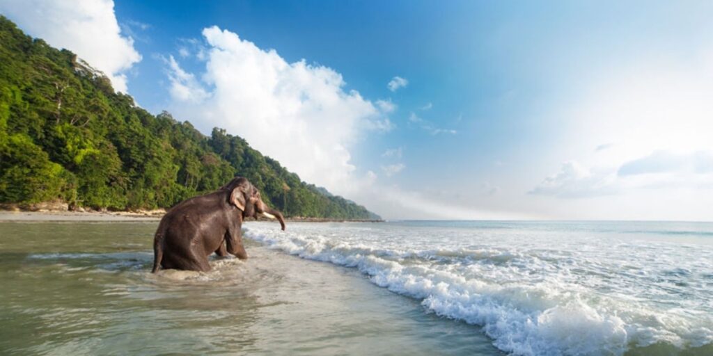 rethinkway-Elephant Beach