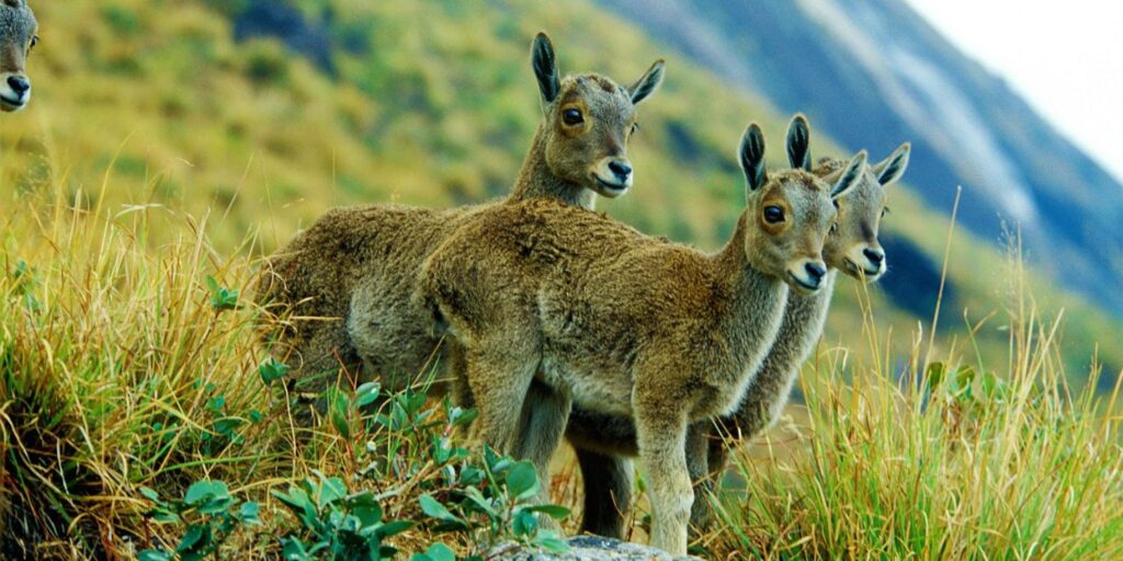 rethinkways-Eravikulam National Park