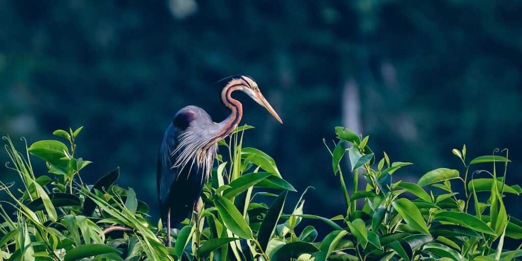 rethinkways-Kumarakom Bird Sanctuary