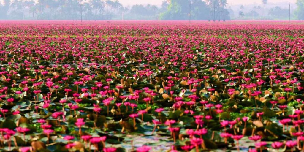 rethinkways-Malarikkal Lillies