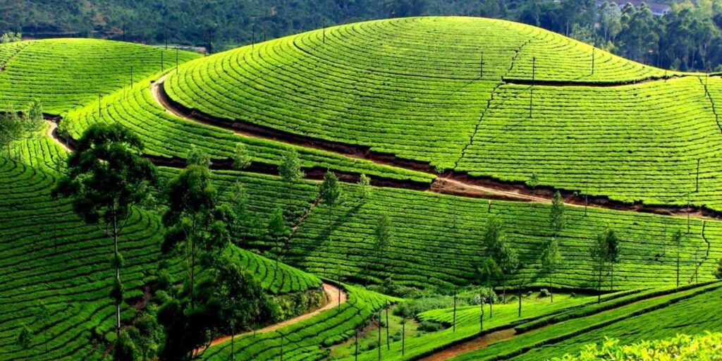 rethinkways-Munnar Tea Plantatios