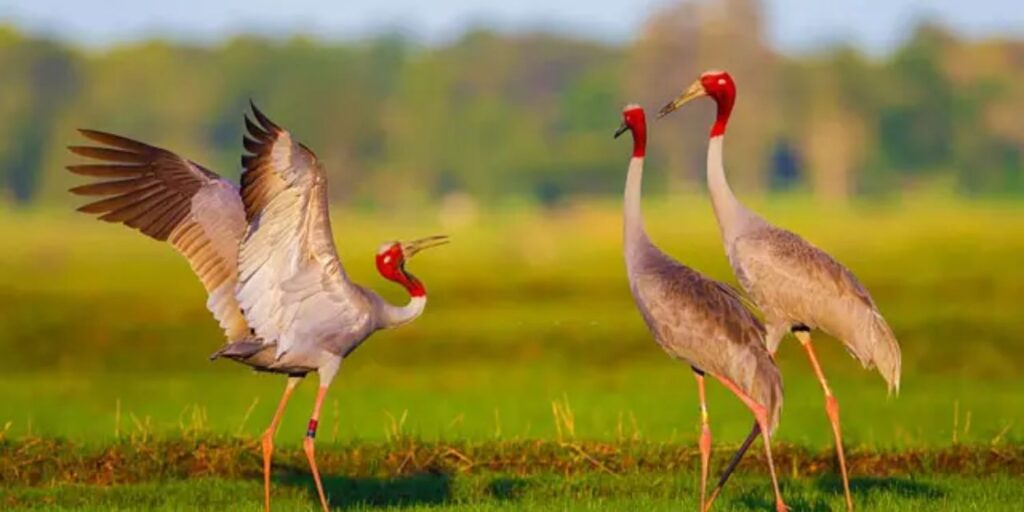 rethinkways-Thattekad Bird Sanctuary