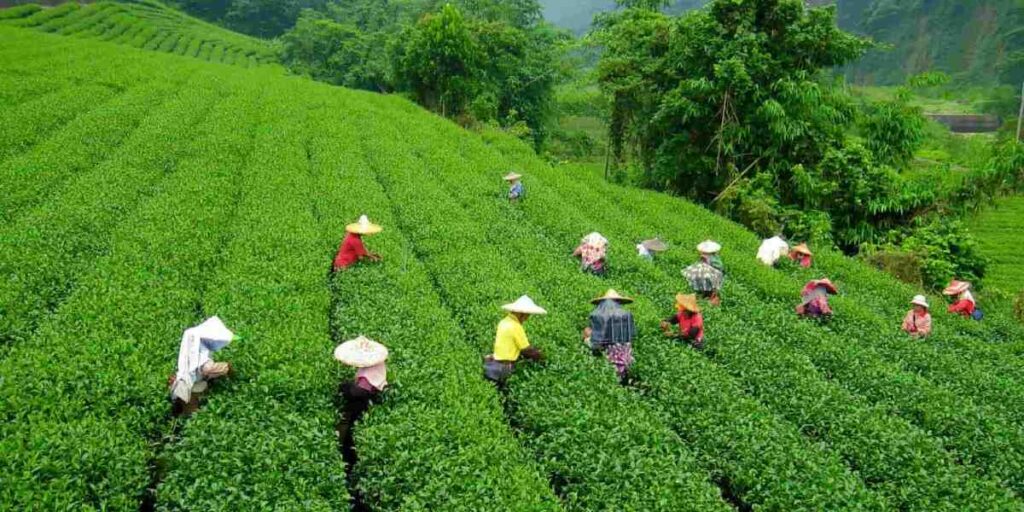 rethinkways-assam-attractions