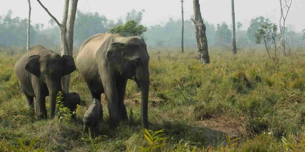 rethinkways-assam-dehing-patkari-national-park