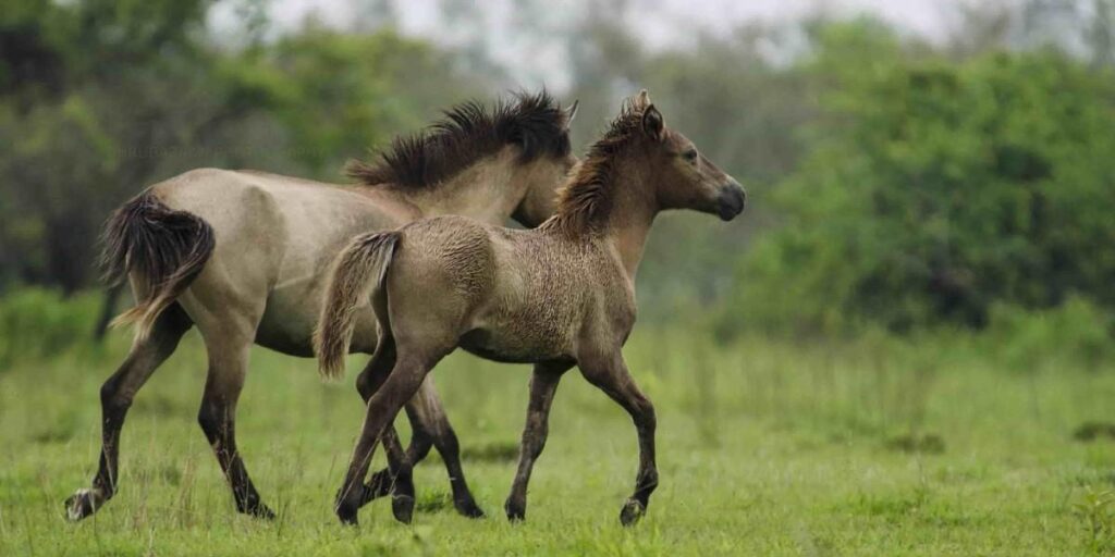 rethinkways-assam-dibru-saikhowa-national-park