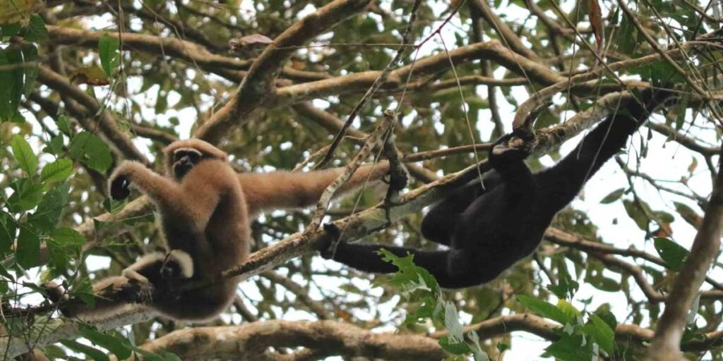 rethinkways-assam-hoollongapar-gibbon-sanctuary