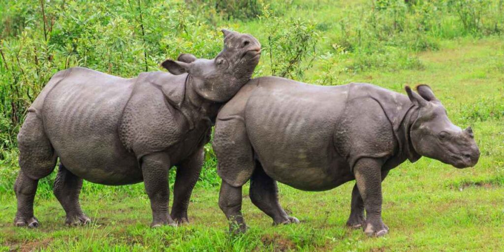 rethinkways-assam-kaziranga-national-park