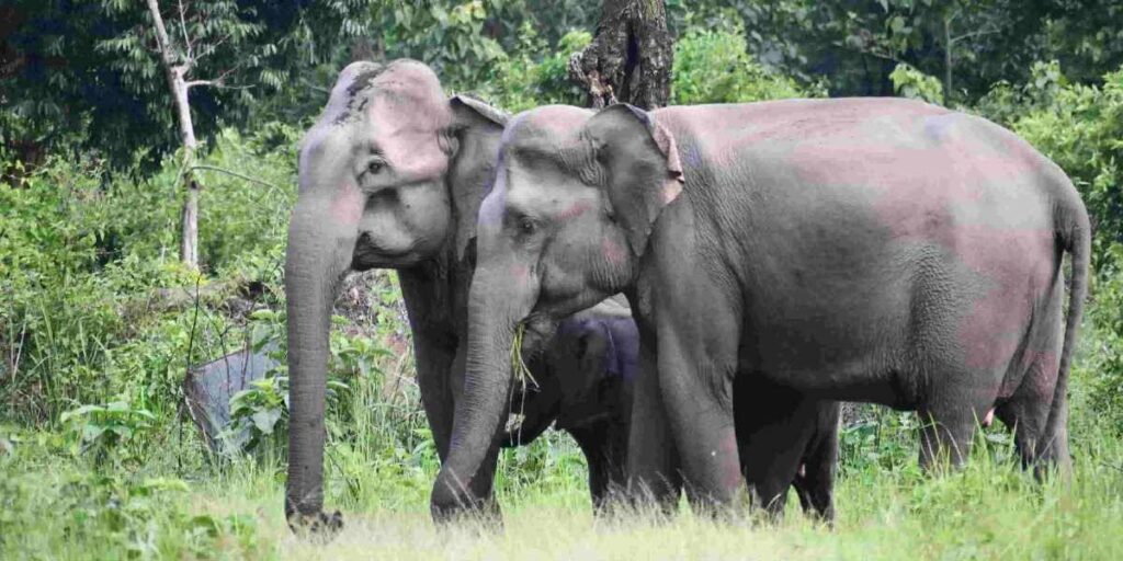 rethinkways-assam-manas-national-park
