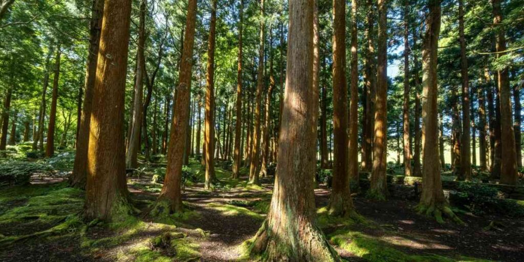 rethinkways-chandigarh-nepli-reserve-forest