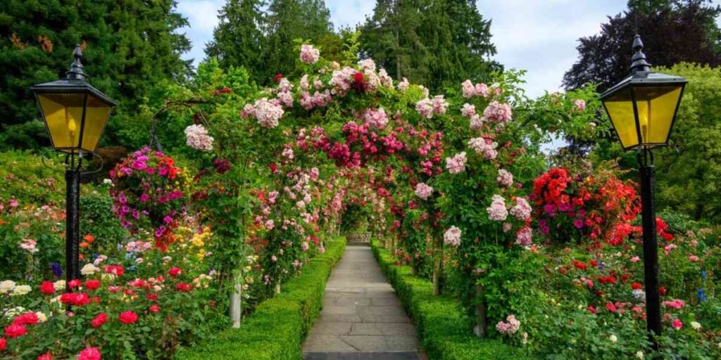 rethinkways-chandigarh-zakir-hussain-rose-garden