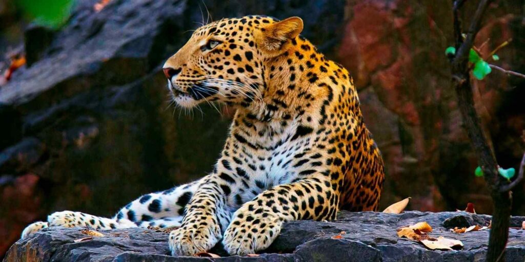 rethinkways-dachigam-national-park