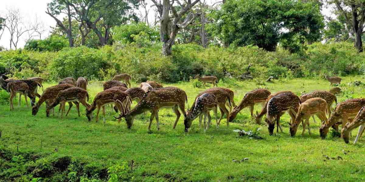 rethinkways-karnataka-bandipur-national-park