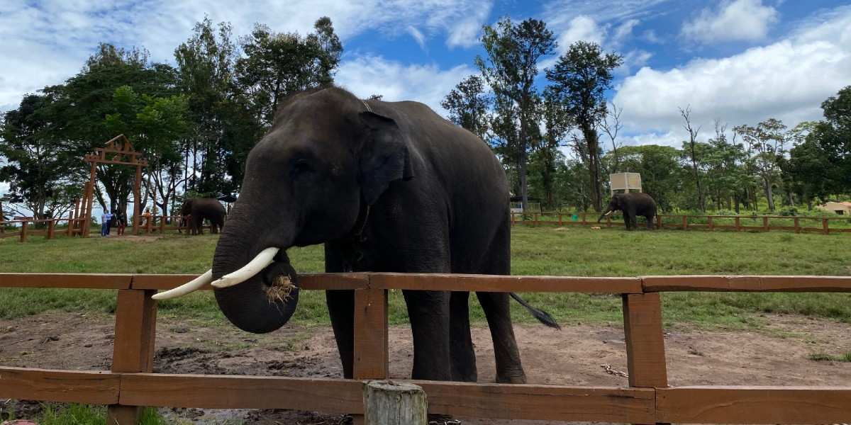 rethinkways-karnataka-dubare-elephant-camp