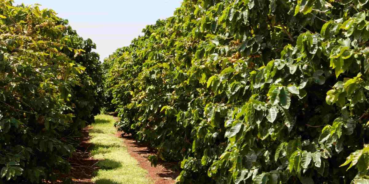 rethinkways-karnataka-mercara-coffee-estate